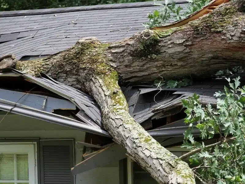 Roof Damage Tree