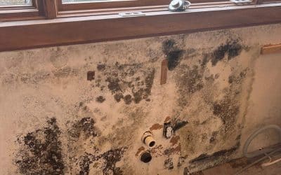 Can Mold Make You Sick? Understanding the Symptoms of Mold Exposure
